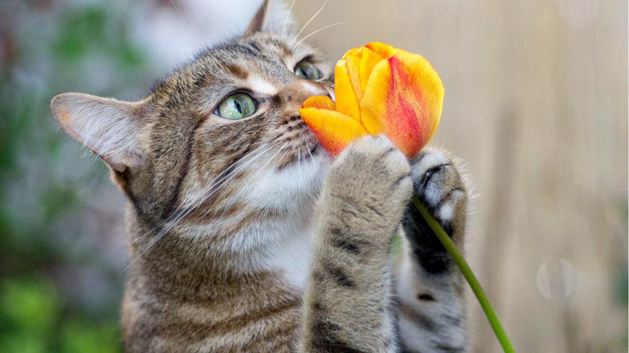 Ihre Katze sollten Sie von Tulpen fernhalten.