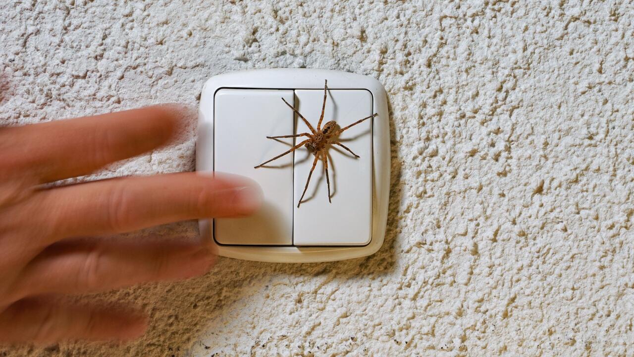 Nosferatu-Spinne breitet sich aus: Wie gefährlich ist die invasive Spinnenart?